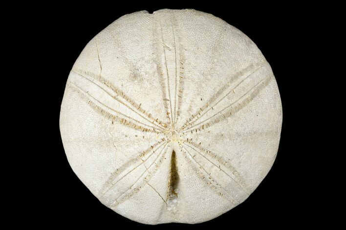 Jurassic Sea Urchin (Clypeus) Fossil - England #177059